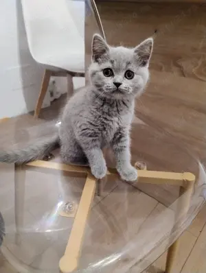 Pisicute British shorthair blue  - imagine 3