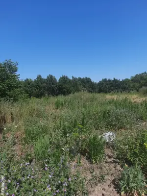 Casă disponibilă in 2 rate, cu 3 camere și baie in zonă centrală, în Nădab - imagine 5