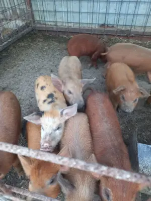 Vand purcei - imagine 3