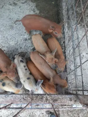 Vand purcei - imagine 2