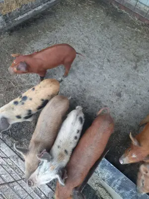 Vand purcei - imagine 4