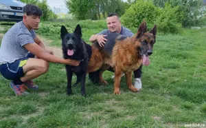 Pui Ciobanesc German - imagine 4