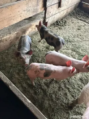 Purcei de vanzare petran  - imagine 2