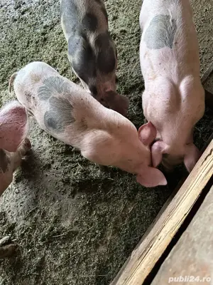 Purcei de vanzare petran  - imagine 3
