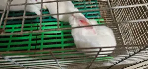 Vand iepuri Hycole francez si Panon alb, varsta 4-6 saptamani - 3 luni - imagine 4