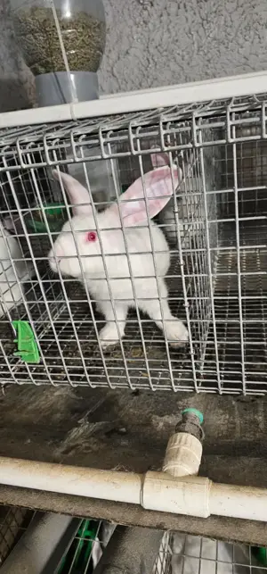 Vand iepuri Hycole francez si Panon alb, varsta 4-6 saptamani - 3 luni - imagine 5