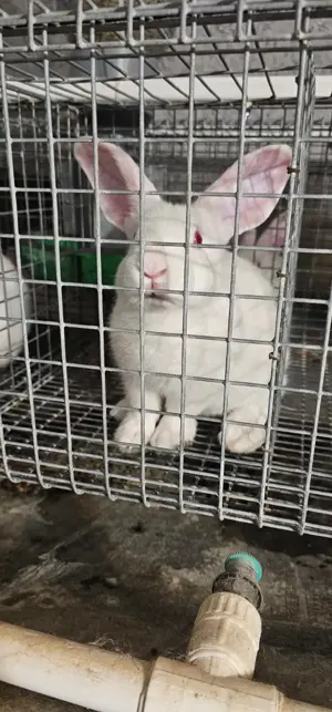 Vand iepuri Hycole francez si Panon alb, varsta 4-6 saptamani - 3 luni - imagine 3