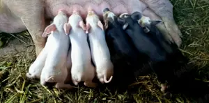 Vând porci 15kg   250kg | Rase: Mangalita, Hibrid, Duroc | Preț negociabil