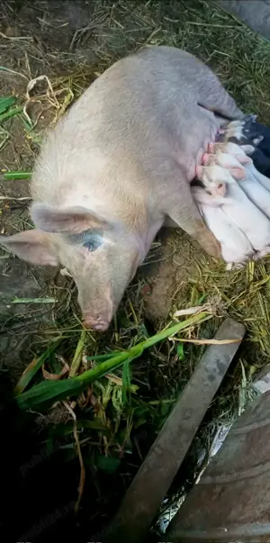 Vând porci 15kg   250kg | Rase: Mangalita, Hibrid, Duroc | Preț negociabil - imagine 2