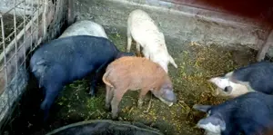 Vând porci 15kg   250kg | Rase: Mangalita, Hibrid, Duroc | Preț negociabil - imagine 4