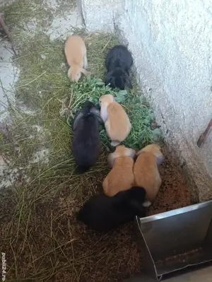 iepurasi berbec german  - imagine 2 iepurasi berbec german  - imagine 2