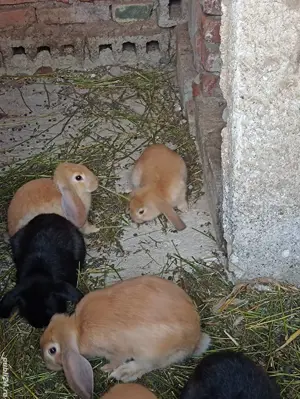 iepurasi berbec german 