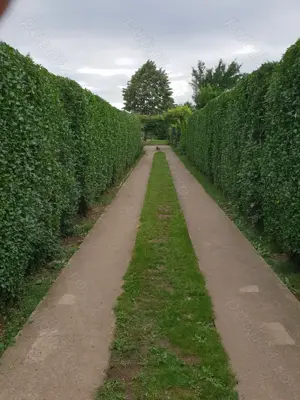 Casa (vila) 5 camere nu este finisata complet. Vadul Anei Branesti - imagine 2 Casa (vila) 5 camere nu este finisata complet. Vadul Anei Branesti - imagine 2