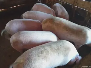 Vând porci Marele Alb si Pietrain - imagine 2