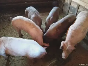 Vând porci Marele Alb si Pietrain - imagine 3