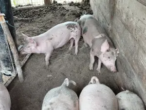 Vând soldani - imagine 2