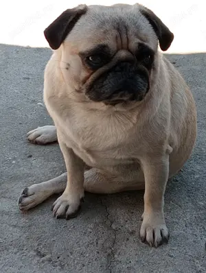 Cățel mops pug caută casă nouă  - imagine 2