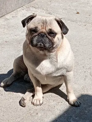 Cățel mops pug caută casă nouă  - imagine 5