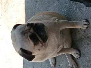 Cățel mops pug caută casă nouă 