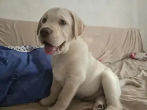 Pui Labrador Retriever cu Pedigree