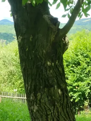 Vând lemn de nuc trunchi