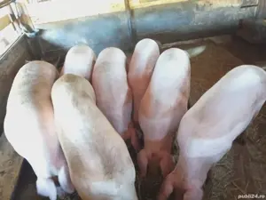 Vând porci Marele Alb si Pietrain