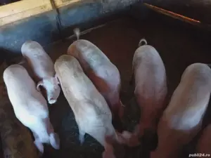 Vând porci Marele Alb si Pietrain - imagine 4