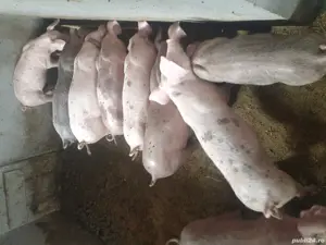 purcei de vanzare - imagine 3