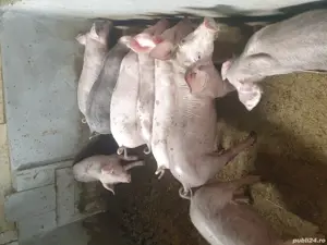 purcei de vanzare - imagine 2