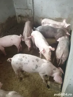 purcei de vanzare - imagine 5