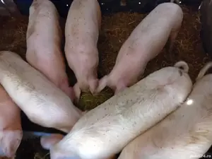 Vând iezi Alpin francez miei Țigaie   - imagine 3