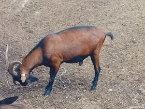 Vând iezi Alpin francez miei Țigaie   - imagine 2