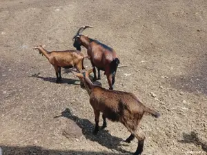 Vând iezi Alpin francez miei Țigaie   - imagine 5