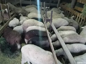 Vând iezi Alpin francez miei Țigaie   - imagine 4