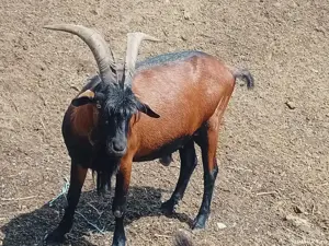 Vând iezi Alpin francez miei Țigaie  