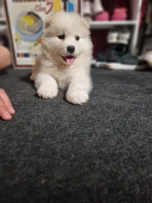 Vând pui de samoyed polar - imagine 2