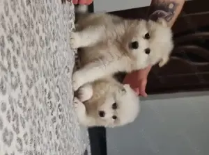 Vând pui de samoyed polar - imagine 3