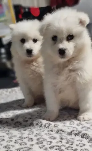 Vând pui de samoyed polar - imagine 4