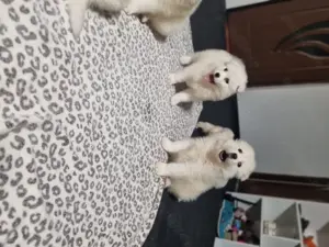 Vând pui de samoyed polar