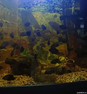 acvariu Diverta cu pui ciclide  - imagine 3