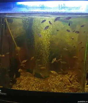 acvariu Diverta cu pui ciclide  - imagine 4