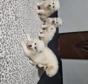 Vând pui de samoyed polar - imagine 5