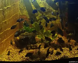 acvariu Diverta cu pui ciclide 