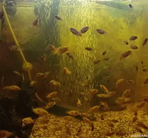 acvariu Diverta cu pui ciclide  - imagine 2