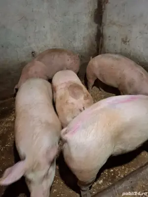 vand porci - imagine 5 vand porci - imagine 5