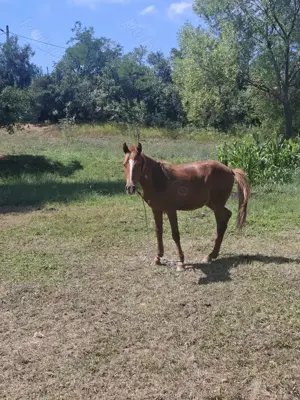 Armasar Pur Sange - imagine 2