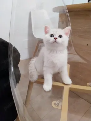 British shorthair gold silver