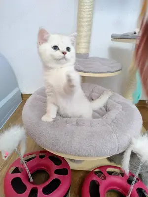 British shorthair gold silver - imagine 3