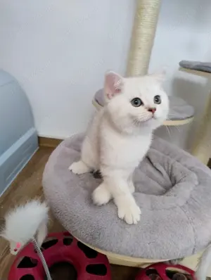 British shorthair gold silver - imagine 2