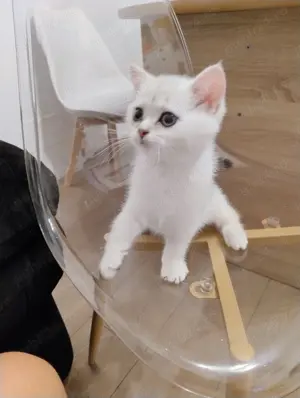 British shorthair gold silver - imagine 4